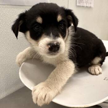 Mixed Breed Dogs Available for Adoption in Park City, Utah - Creek | PetCurious