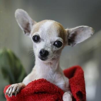 PERSEUS -  Chihuahua Dog for Adoption in San Antonio, Texas - PERSEUS | PetCurious