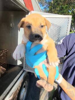 Terrier Dogs Available for Adoption in San Antonio, Texas - RANDY | PetCurious