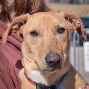 Dachshund and Beagle Dogs Available for Adoption - Buddy Boy | PetCurious