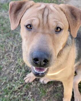 Urgent foster needed for Kora -  German Shepherd Dog and Yellow Labrador Retriever Dog for Adoption in San Marcos, California - Urgent Foster Needed For Kora | PetCurious