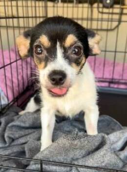 Juliet -  Chihuahua Dog for Adoption in Wekiwa Springs, Florida - Juliet | PetCurious