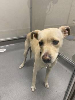 Sugar -  Chihuahua Dog for Adoption in Victorville, California - Sugar | PetCurious