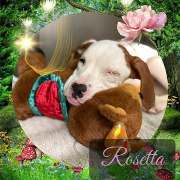 Rescue American Bulldog Dogs for Adoption in Austin, Texas - Rosetta | PetCurious