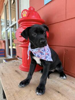 Raven -  Border Collie Dog for Adoption in Pensacola, Florida - Raven | PetCurious