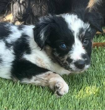 Scottie -  Australian Shepherd Dog for Adoption in Longmont, Colorado - Scottie | PetCurious