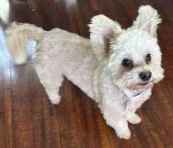 Butters -  West Highland White Terrier Westie Dog for Adoption in Sudbury, Massachusetts - Butters | PetCurious