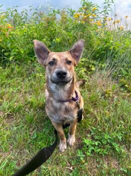 Angie -  German Shepherd Dog Dog for Adoption in Billerica, Massachusetts - Angie | PetCurious