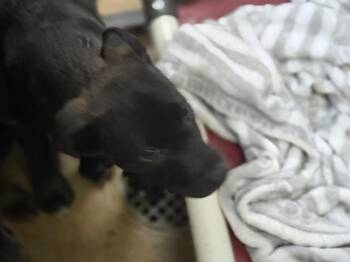 MAY -  Pit Bull Terrier and Mixed Breed Dog for Adoption in Sacramento, California - MAY | PetCurious