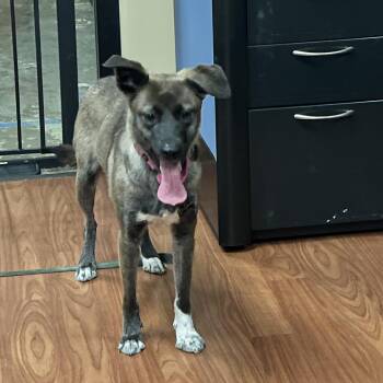 Mixed Breed and Belgian Shepherd Malinois Dogs Available for Adoption - Aria | PetCurious