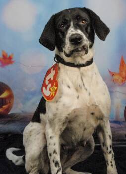 Rescue Pointer Dogs for Adoption in Newland, North Carolina - Oreo | PetCurious