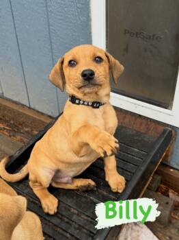 Mixed Breed Dogs Available for Adoption in Iron River, Michigan - Billy | PetCurious