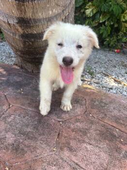 American Eskimo Dog Dogs Available for Adoption in Miami, Florida - Delilah | PetCurious