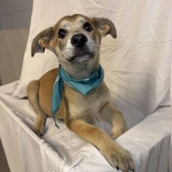 Bengal -  Mixed Breed Dog for Adoption in Canal Winchester, Ohio - Bengal | PetCurious