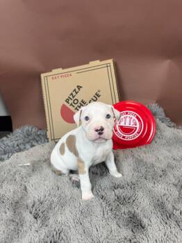 Pit Bull Terrier and American Bulldog Dogs Available for Adoption - Formaggi | PetCurious