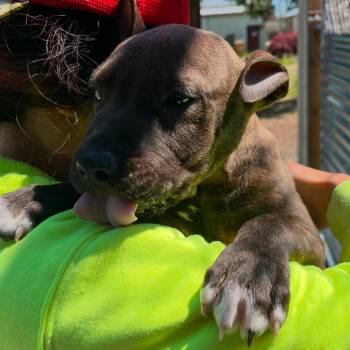 Jonah -  Pit Bull Terrier Dog Available for Adoption in Port Angeles, Washington - Jonah | PetCurious