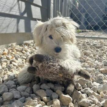 Teddy -  Maltese and Poodle Dog for Adoption in St. Louis, Missouri - Teddy | PetCurious