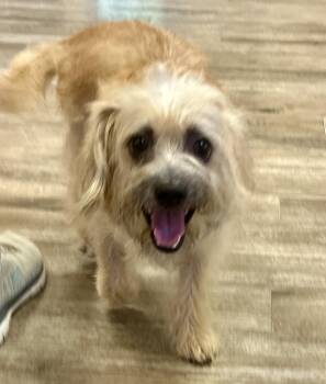 Isaac -  Cairn Terrier and Border Terrier Dog for Adoption in Gallatin, Tennessee - Isaac | PetCurious