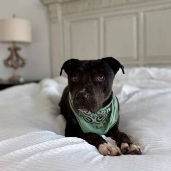 Lad Cuddleworth McGee -  Pit Bull Terrier Dog for Adoption in Friendswood, Texas - Lad Cuddleworth McGee | PetCurious