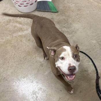 Carmella- 091805U -  Pit Bull Terrier and Mixed Breed Dog for Adoption in Tupelo, Mississippi - Carmella- 091805U | PetCurious