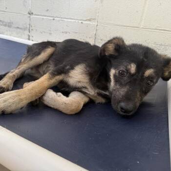 Shepherd and Mixed Breed Dogs Available for Adoption in Tuscaloosa, Alabama - TUSC-Stray-84383 | PetCurious