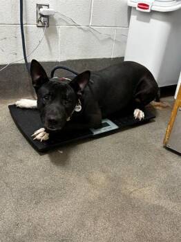 DREW -  German Shepherd Dog and Mixed Breed Dog for Adoption - DREW | PetCurious