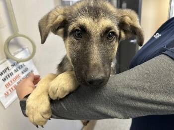 German Shepherd Dog and Mixed Breed Dogs Available for Adoption - A251825 | PetCurious