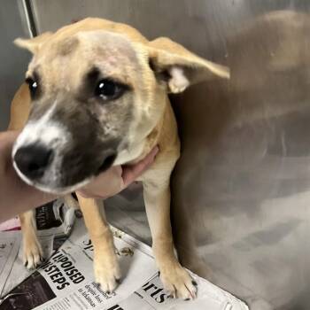 Siberian Husky and Mixed Breed Dogs Available for Adoption in St. Louis, Missouri - HAPPY | PetCurious