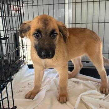 Venus -  Spaniel Dog for Adoption in Loves Park, Illinois - Venus | PetCurious
