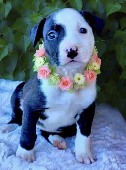 American Staffordshire Terrier and Staffordshire Bull Terrier Dogs Available for Adoption in Newport Beach, California - Espresso | PetCurious