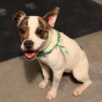 Willow -  Staffordshire Bull Terrier and Jack Russell Terrier Dog for Adoption in San Jacinto, California - Willow | PetCurious