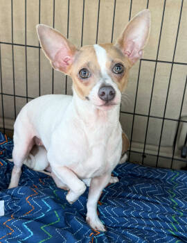 Rescue Rat Terrier and Chihuahua Dogs for Adoption in Ocean Township, New Jersey - Roxie Roo - Royally Cute! | PetCurious