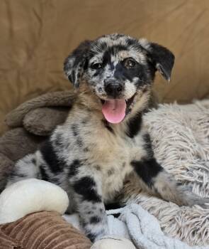 Rockie -  Australian Shepherd Dog for Adoption in Cleveland, Texas - Rockie | PetCurious