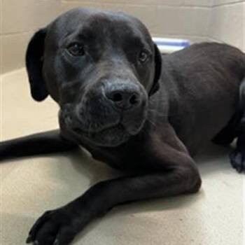 Jaloni -  American Staffordshire Terrier Dog for Adoption in Pittsburgh, Pennsylvania - Jaloni | PetCurious