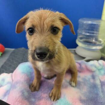 Chief -  Wirehaired Terrier Dog for Adoption in Newport, Tennessee - Chief | PetCurious