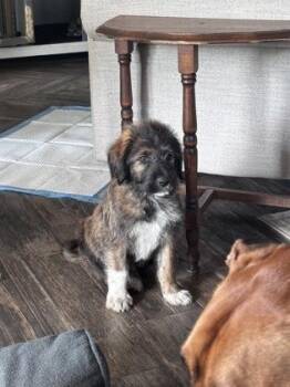 Jordan -  German Shepherd Dog and Mixed Breed Dog for Adoption in Picayune, Mississippi - Jordan | PetCurious