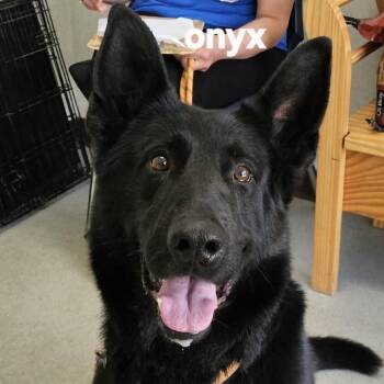 Onyx -  German Shepherd Dog Dog for Adoption in Ballston Spa, New York - Onyx | PetCurious