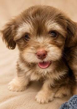 Biscuit -  Mixed Breed Dog for Adoption in Monticello, Minnesota - Biscuit | PetCurious