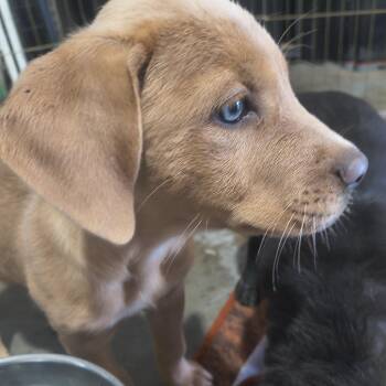Dolly -  Labrador Retriever Dog for Adoption in Moses Lake, Washington - Dolly | PetCurious