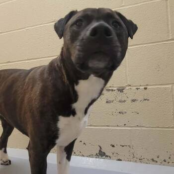 Pit Bull Terrier Dogs Available for Adoption - Solis | PetCurious