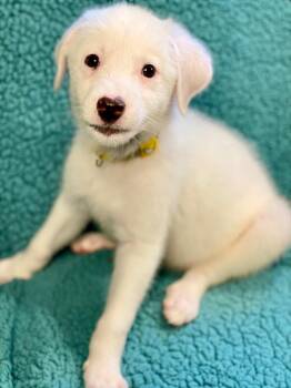 Cordelia -  Australian Shepherd and Mixed Breed Dog for Adoption in Urbandale, Iowa - Cordelia | PetCurious