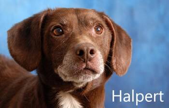 Halpert -  Beagle and Chocolate Labrador Retriever Dog for Adoption in Mount Vernon, Ohio - Halpert | PetCurious