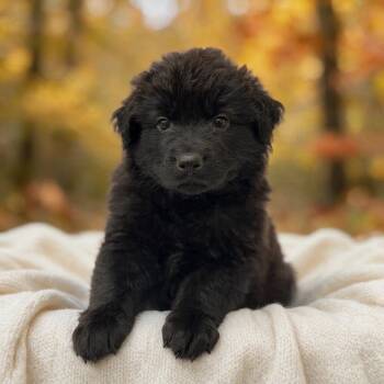 Book Pup - Amelia Bedelia -  Labrador Retriever and Newfoundland Dog Dog for Adoption in San Diego, California - Book Pup - Amelia Bedelia | PetCurious
