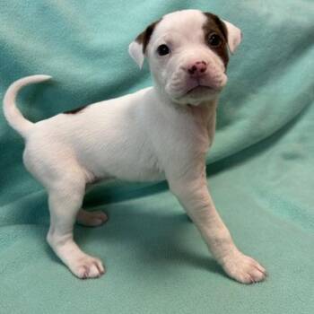 Mixed Breed Dogs Available for Adoption in Janesville, Wisconsin - Tammy | PetCurious