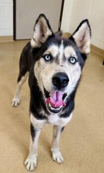 STARSKY -  Siberian Husky Dog for Adoption in Derwood, Maryland - STARSKY | PetCurious