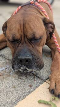 Mastiff Dogs Available for Adoption - Sawyer | PetCurious