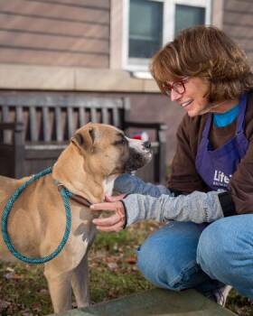 Mixed Breed Dogs Available for Adoption - Wisconsin | PetCurious