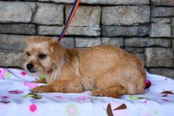 Chihuahua and Shih Tzu Dogs Available for Adoption in Yakima, Washington - Sabina | PetCurious