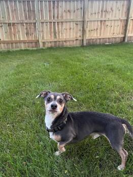 Smitty -  Dachshund and Chihuahua Dog for Adoption in Lima, Ohio - Smitty | PetCurious
