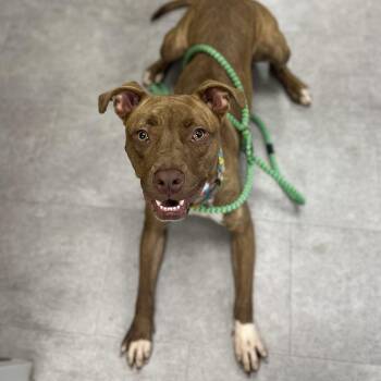 Rescue Mixed Breed Dogs for Adoption in Youngstown, Ohio - Emerson | PetCurious